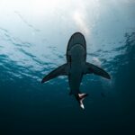 Serangan Hiu di Australia