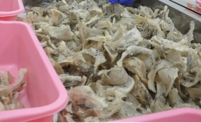 praktik curang ekspor sarang burung walet