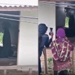 Mayat wanita tergantung