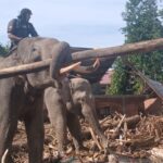 Empat ekor gajah dikerahkan untuk bersihkan puing pascabencana banjir di Aceh.