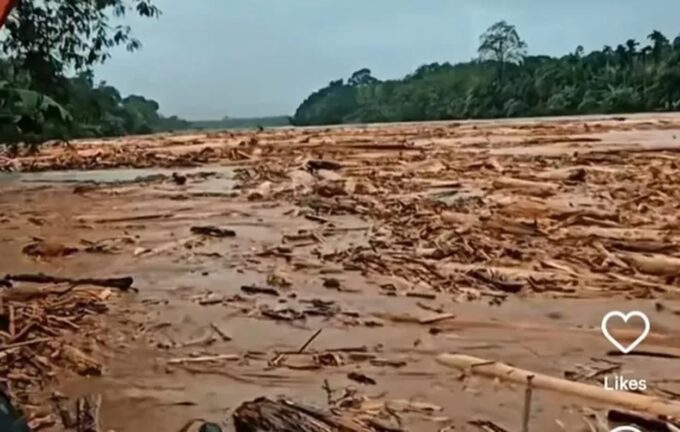 Viral di Medsos! Gelondongan Misterius Terseret Banjir, Bupati Tapteng: Itu Illegal Logging!