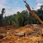 Pandawara Beli Hutan