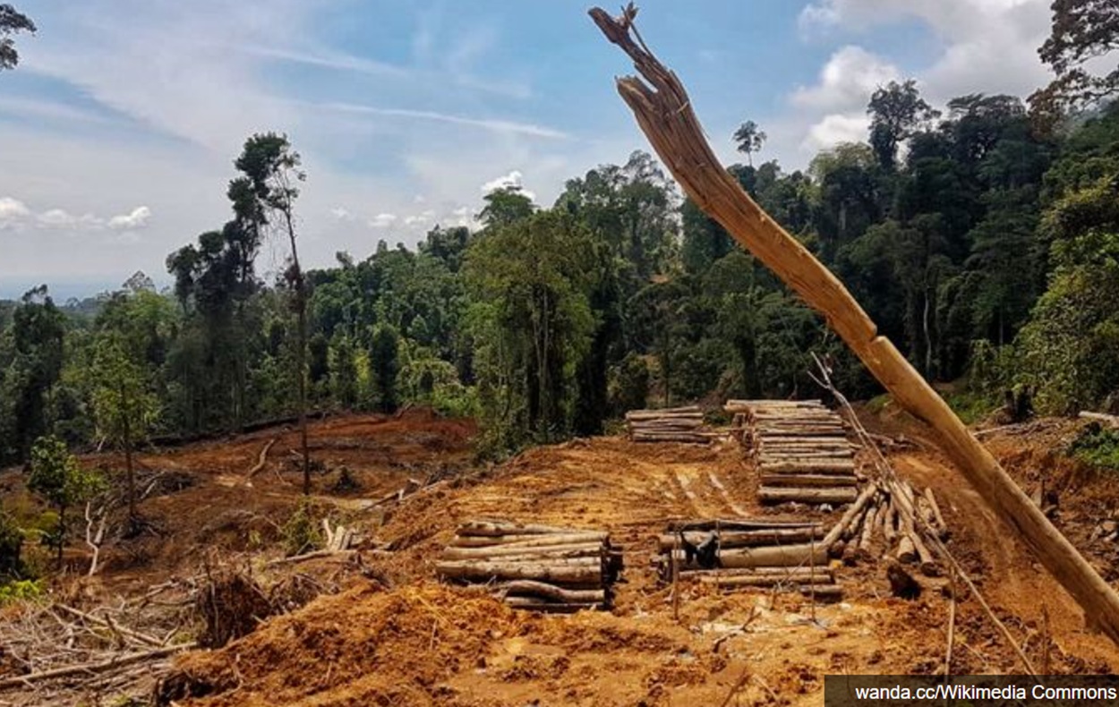 Pandawara Beli Hutan