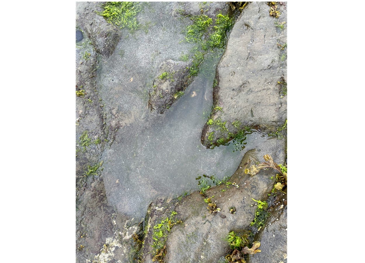 jejak dinosaurus tertua