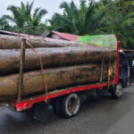 Pengiriman kayu gelondongan di Aceh tetap berlangsung. Foto: LSM Gerak Aceh Barat