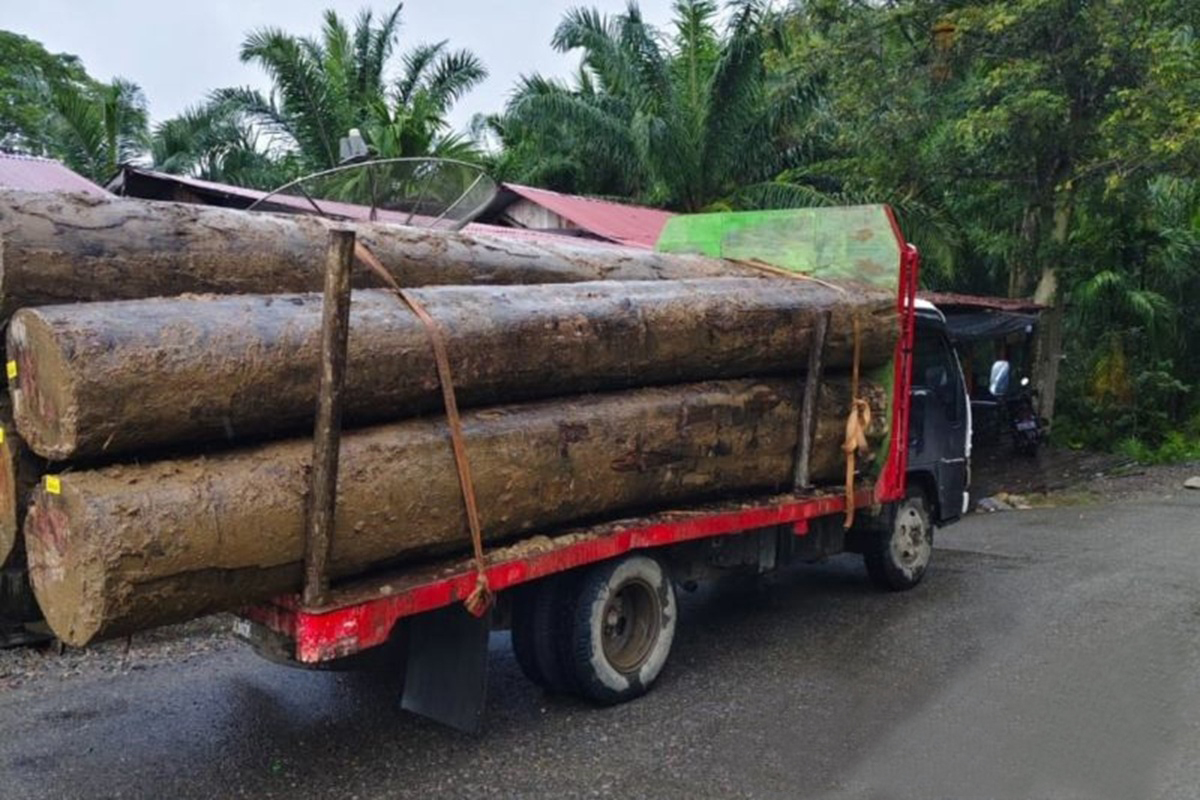 Pengiriman kayu gelondongan di Aceh tetap berlangsung. Foto: LSM Gerak Aceh Barat