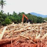 Masinton Kayu gelondongan