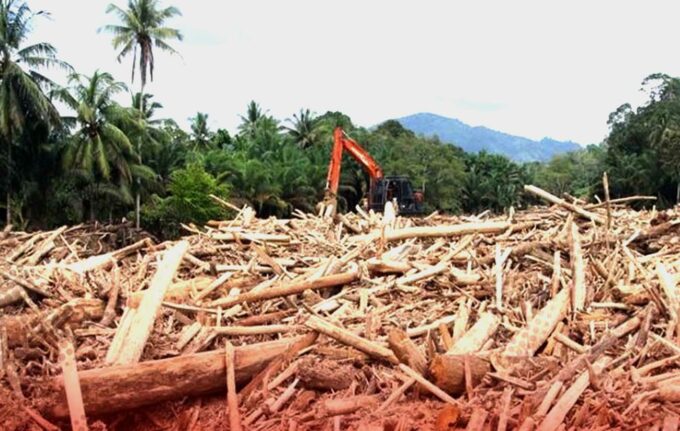 Masinton Kayu gelondongan