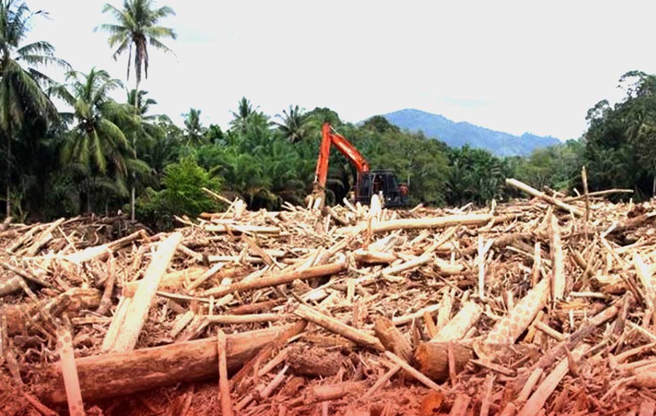 Masinton Kayu gelondongan