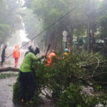 Belasan pohon di Jaktim tumbang akibat hujan dan angin kencang.