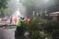 Belasan pohon di Jaktim tumbang akibat hujan dan angin kencang.