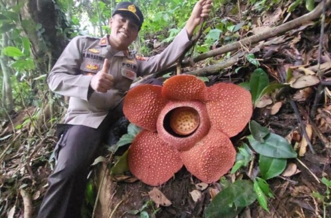 Rafflesia Arnoldii Mekar Sempurna Lagi di Rejang Lebong, Bengkulu