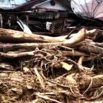 Penyelidikan Gelondongan Kayu