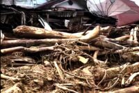 Penyelidikan Gelondongan Kayu