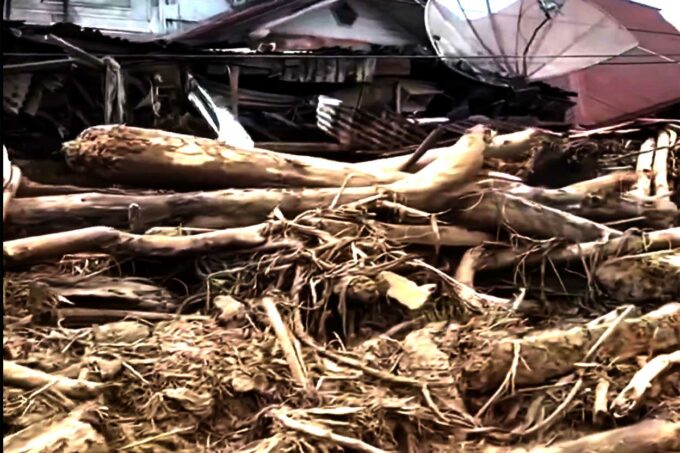 Penyelidikan Gelondongan Kayu