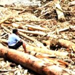 Bareskrim Kayu Gelondongan Tapanuli