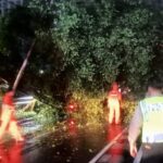 pohon tumbang Jakarta