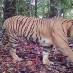 Empat harimau terekam kamera di TNBT.
