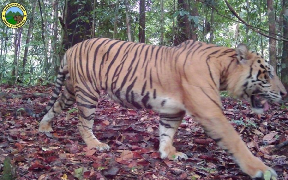 Empat harimau terekam kamera di TNBT.