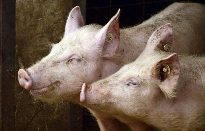 Larangan impor daging babi Spanyol