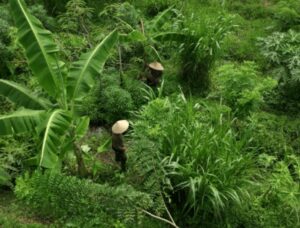 Valrhona Cocoa Forest