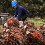 Harga CPO bergerak tipis di tengah lonjakan minyak mentah, penguatan ringgit, dan produksi sawit Indonesia yang diproyeksi melonjak tajam.