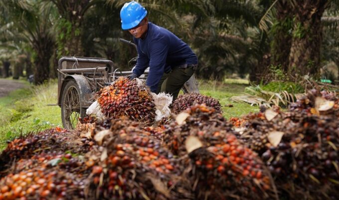 Harga CPO bergerak tipis di tengah lonjakan minyak mentah, penguatan ringgit, dan produksi sawit Indonesia yang diproyeksi melonjak tajam.