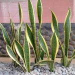 Tanaman Hias Lidah Mertua (rri)