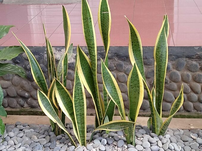 Tanaman Hias Lidah Mertua (rri)