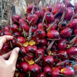 Harga sawit Malaysia tertahan di 4.541 ringgit per ton. Trader menunggu data stok MPOB yang diprediksi menggerakkan pasar.