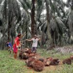 Harga CPO bergerak datar dan terancam turun mingguan kedua usai konflik AS-Iran memicu lonjakan harga minyak dunia.