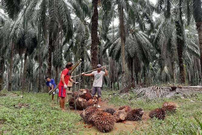 Harga CPO bergerak datar dan terancam turun mingguan kedua usai konflik AS-Iran memicu lonjakan harga minyak dunia.