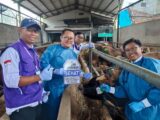 Cianjur Siapkan Ribuan Hewan Kurban, Kadis DKPPKH: Pemeriksaan Diperketat Sesuai Arahan Mentan Amran