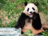 Viral di Medsos! Ini Kisah Fu Bao Panda yang Bikin MEWEK Netizen
