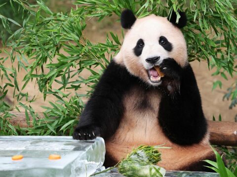 Momen emosional dan penuh haru warnai pertemuan kembali seekor panda bernama Fu Bao dengan pengasuhnya di pusat penangkaran di Cina.