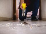 Waspada Bahaya Kecoa di Rumah: Simak 7 Cara Efektif Mengusirnya
