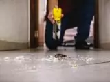 Waspada Bahaya Kecoa di Rumah: Simak 7 Cara Efektif Mengusirnya