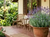 Bukan Cuma Lavender! Ini 8 Jenis Tanaman Pengusir Nyamuk yang Wajib Dipelihara