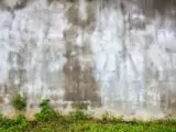 Atasi Tembok Lembap dan Berjamur Saat Musim Hujan dengan 7 Langkah Ampuh