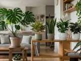 Tanpa Ribet! Ini 8 Pilihan Tanaman Hias Indoor Terbaik yang Bikin Rumah dan Kantor Lebih Segar