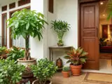 Intip 10 Tanaman Hias Pembawa Hoki Berdasarkan Feng Shui: Rumah Adem dan Rezeki Lancar!