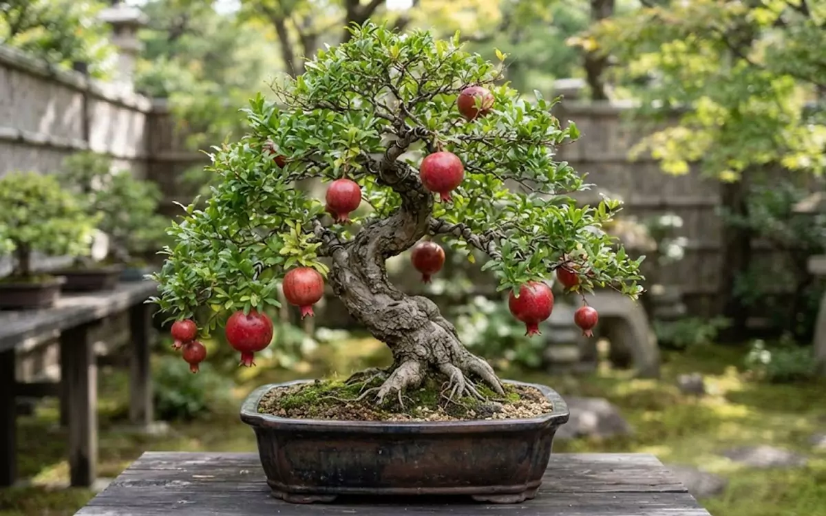 Bonsai Buah