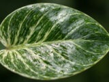 Cara Membuat Daun Tanaman Hias Indoor Mengkilap Alami dan Bebas Hama