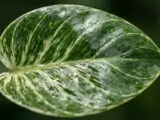 Cara Membuat Daun Tanaman Hias Indoor Mengkilap Alami dan Bebas Hama