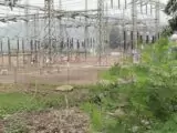 Terdakwa Kera