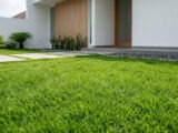 5 Jenis Rumput Taman Rumah Minimalis yang Tahan Panas dan Minim Perawatan