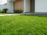 5 Jenis Rumput Taman Rumah Minimalis yang Tahan Panas dan Minim Perawatan