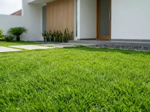 Jenis rumput taman